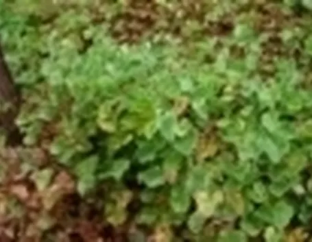 Marsilea Macropoda