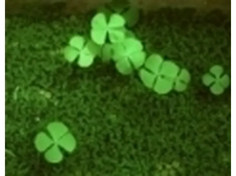 Marsilea