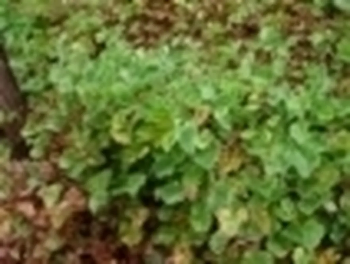 Marsilea Macropoda