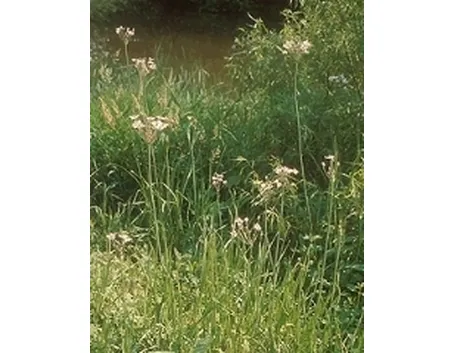 giunco