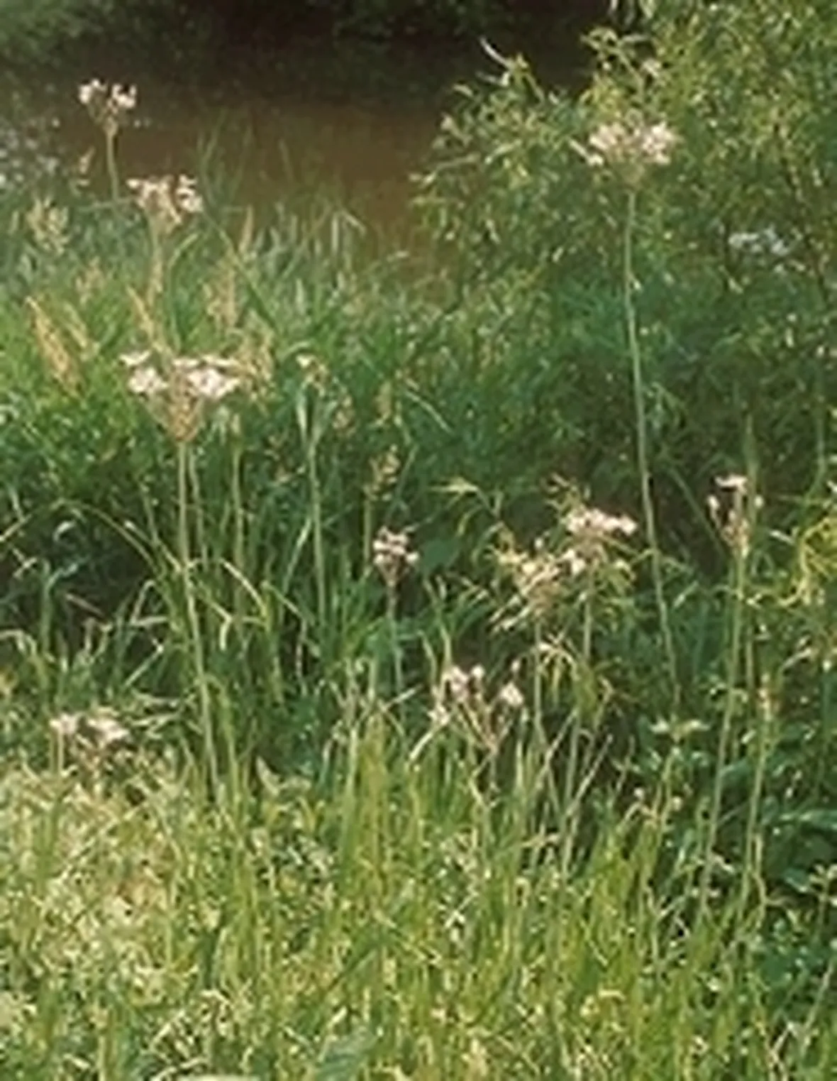 giunco