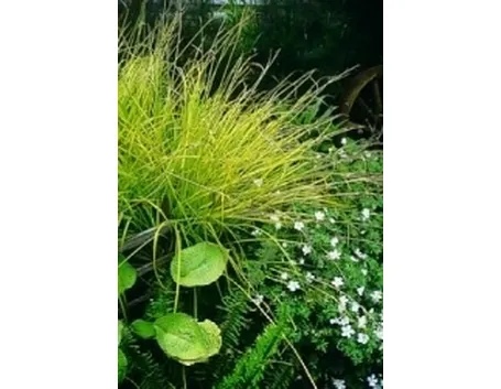 carex elata