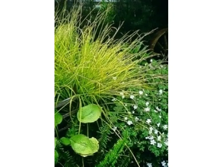 carex elata