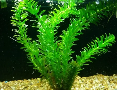 Elodea densa