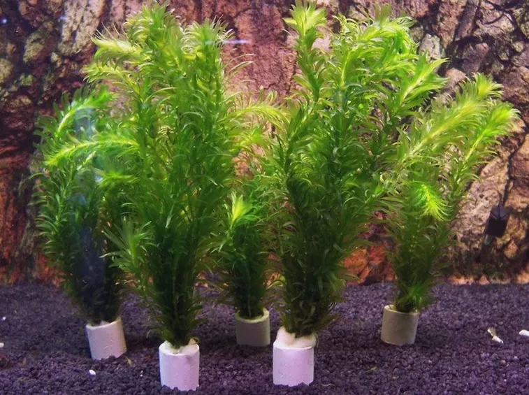 Elodea densa