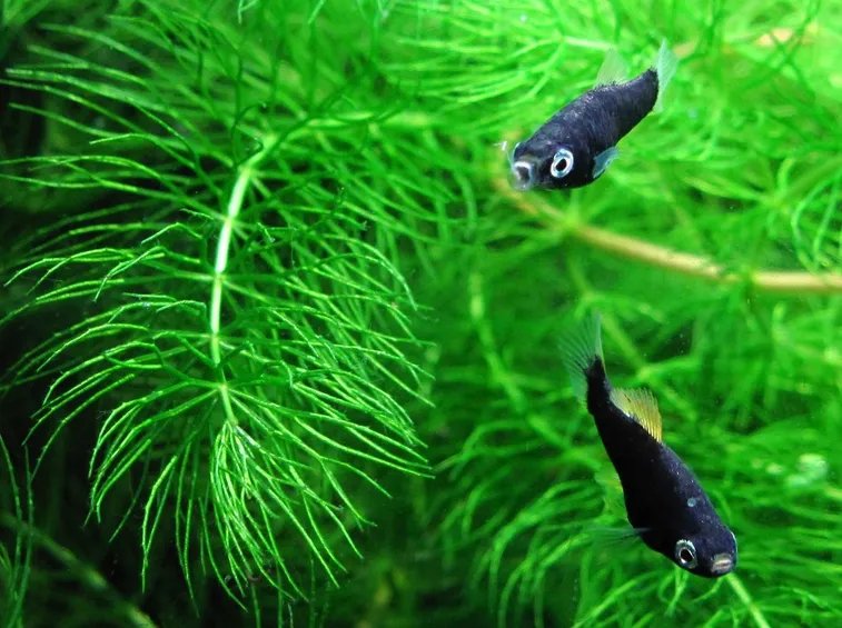 Ceratophyllum demersum