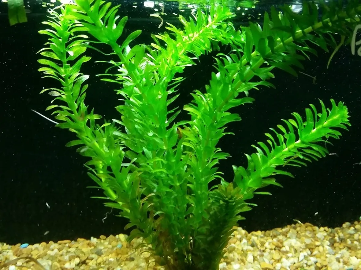 Elodea densa