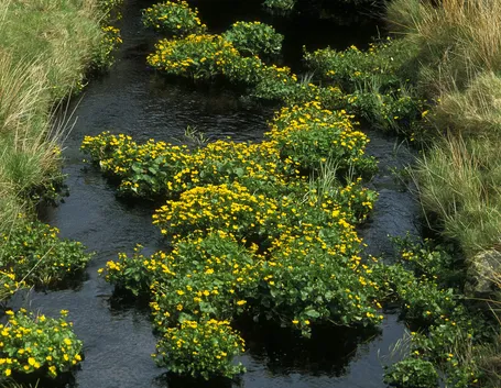 fiori palustri