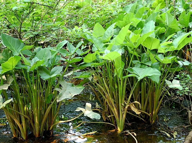 piante palustri