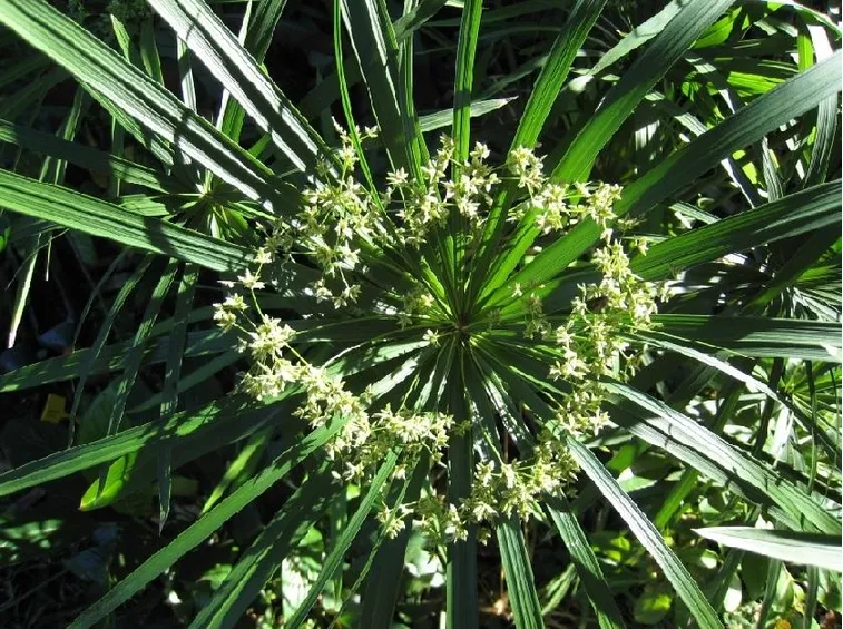 papiro