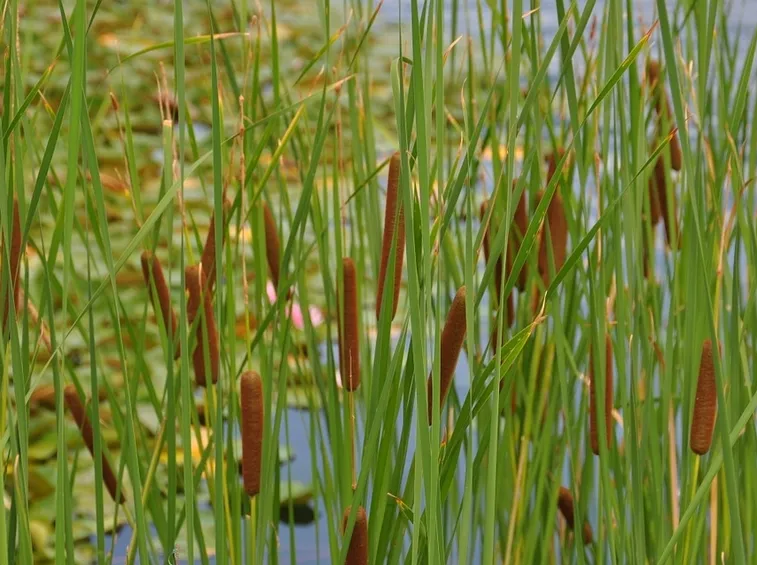 piante palustri