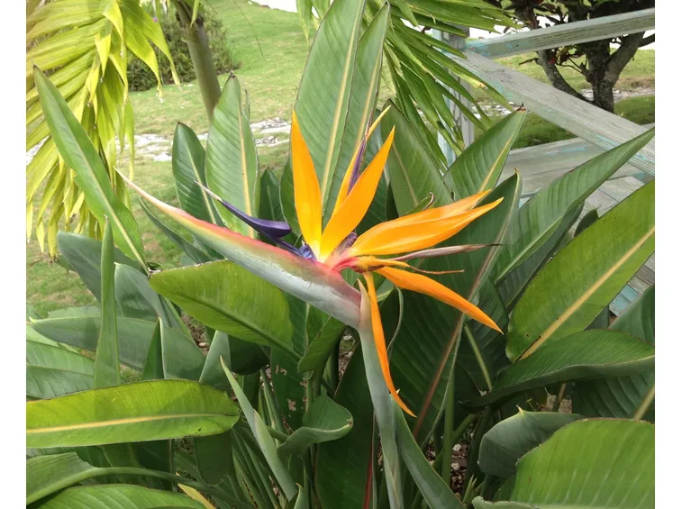 bird of paradise