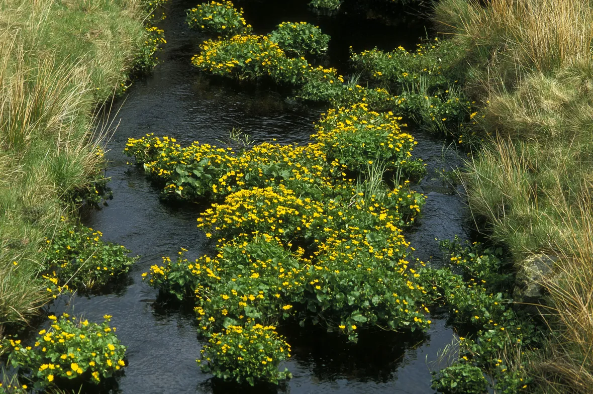 fiori palustri