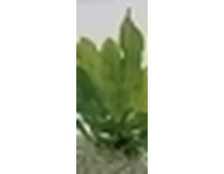 Echinodorus