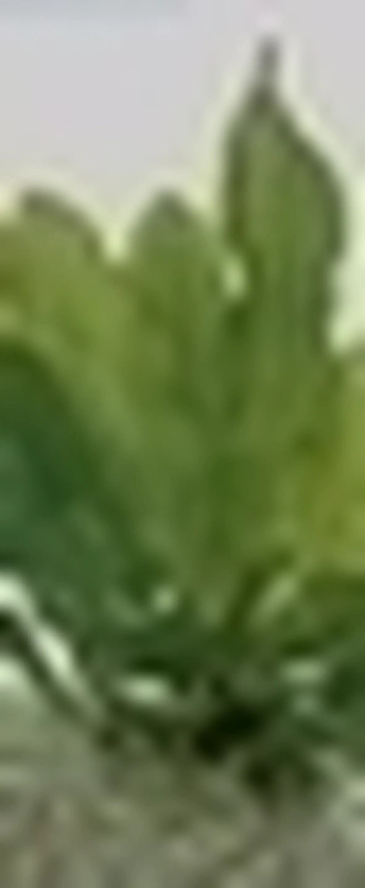 Echinodorus