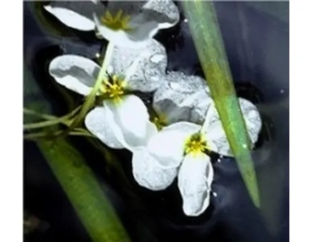 sagittaria kanziana