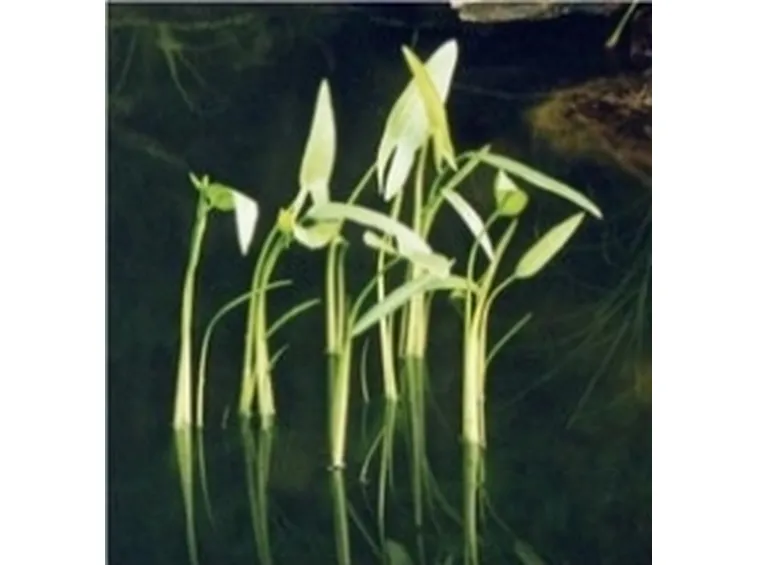 sagittaria