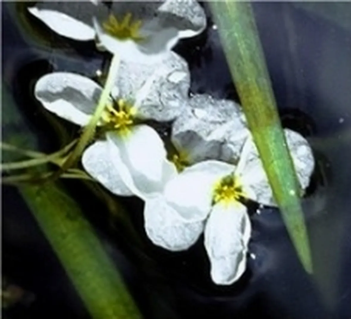 sagittaria kanziana