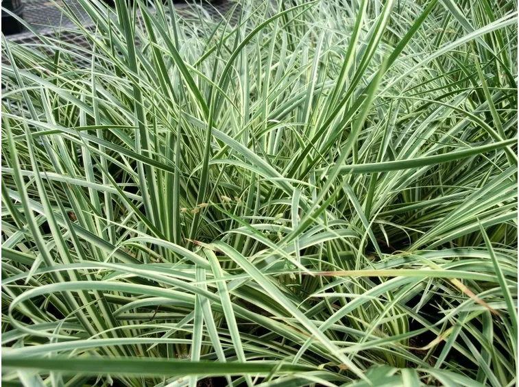 acorus variegatus