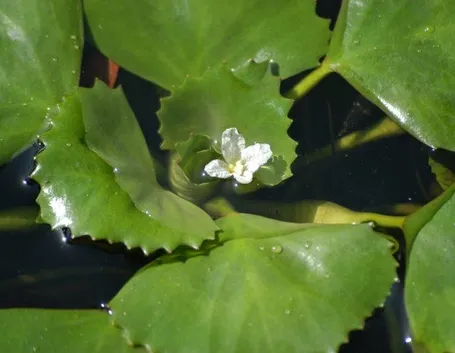 Struttura della castagna d’acqua