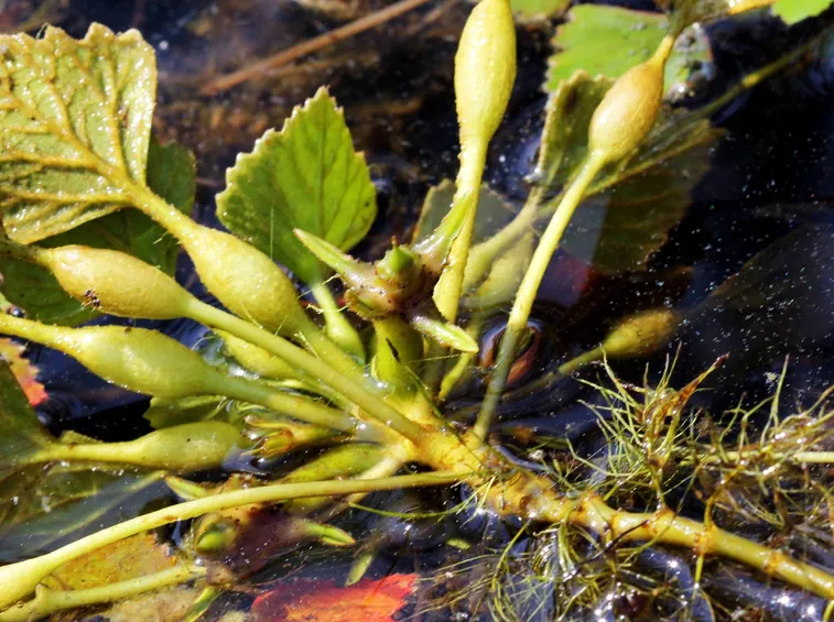 Fogliame e apparato radicale della castagna d’acqua