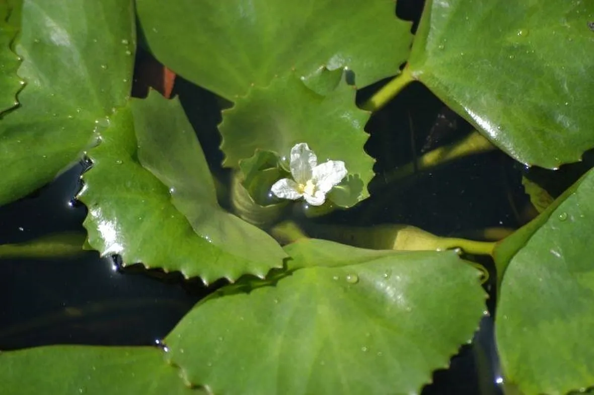 Struttura della castagna d’acqua