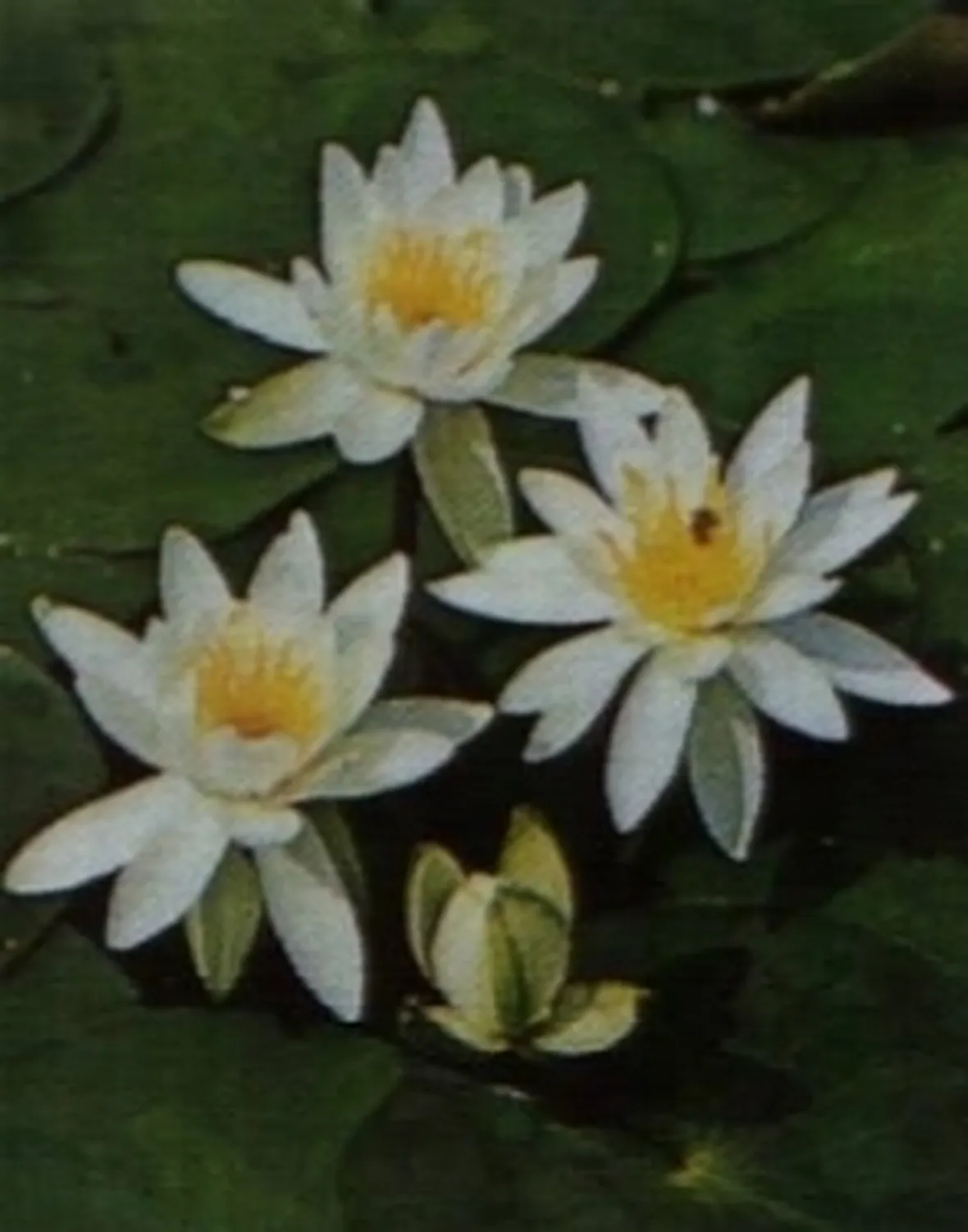 ninfea bianca