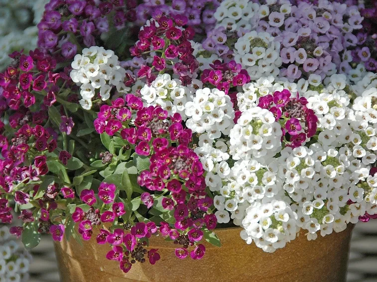 vaso alisso