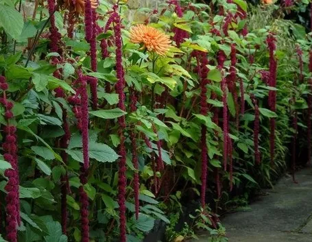 Amaranthus fiorito