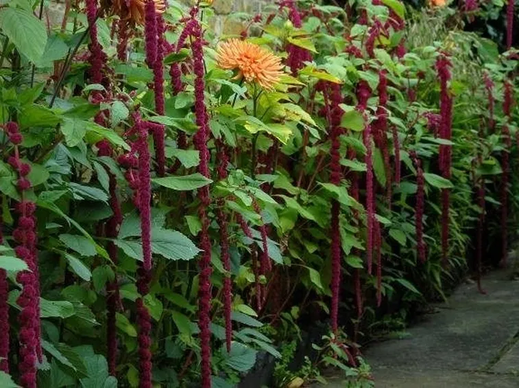 Amaranthus fiorito