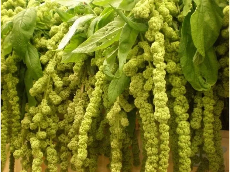 Amaranthus dai fiori bianchi