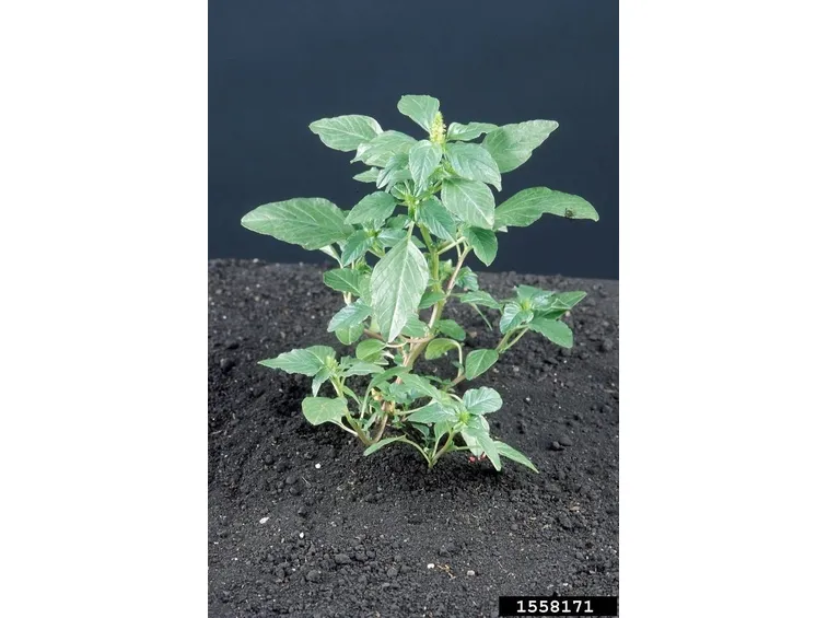 Giovane pianta di amaranthus