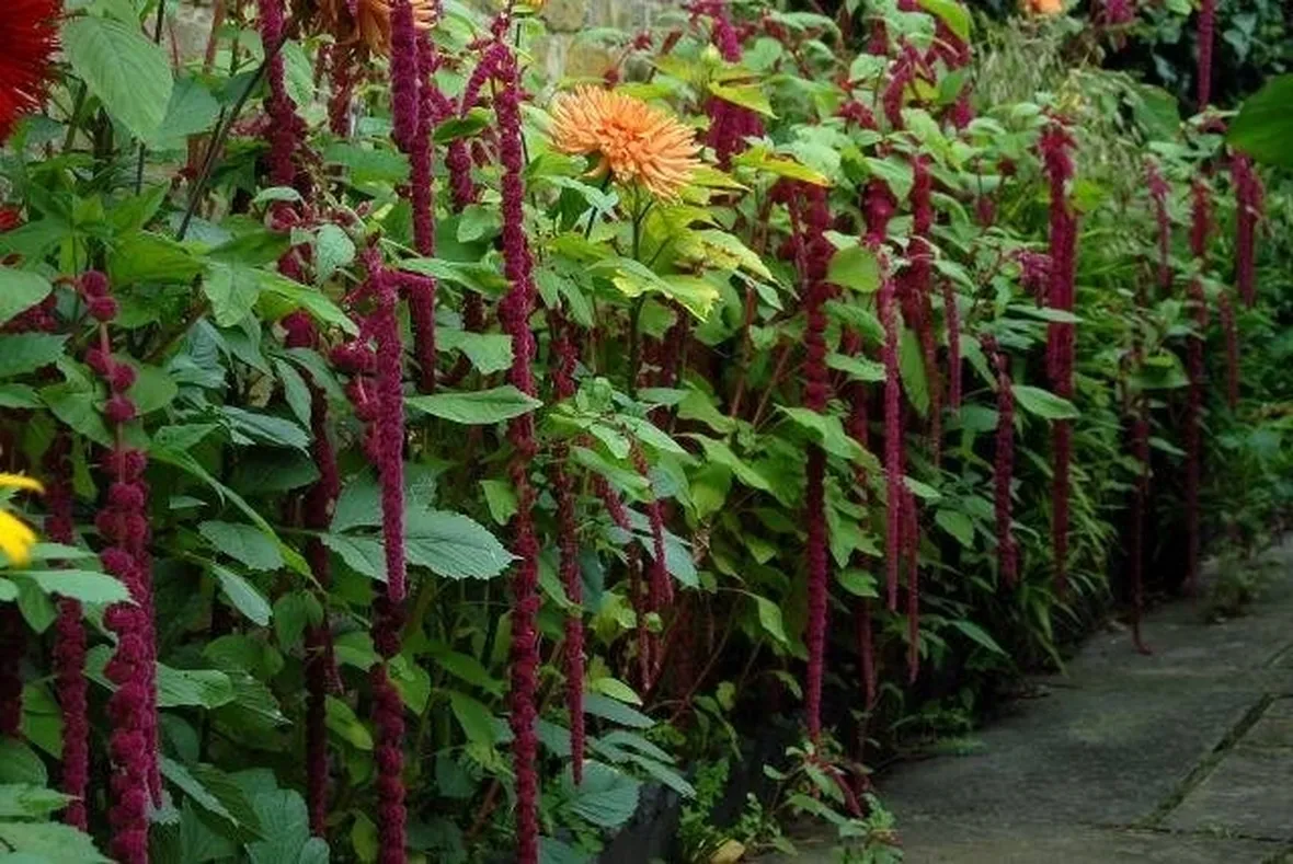 Amaranthus fiorito
