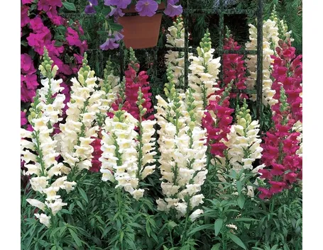 Piante di Antirrhinum