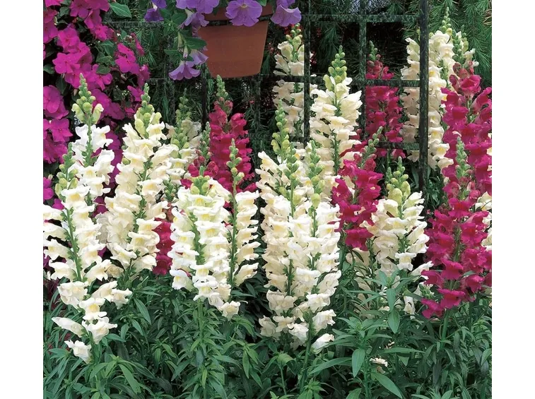 Piante di Antirrhinum