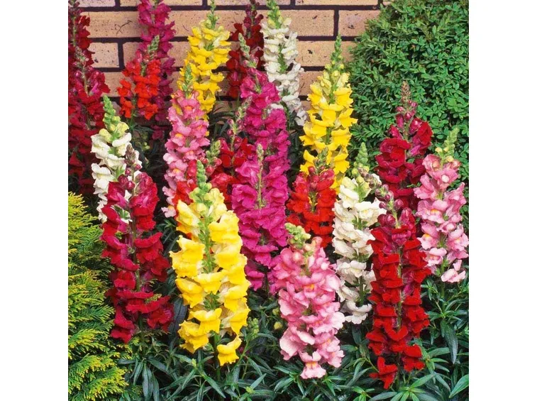 Colorazioni possibili dell' antirrhinum