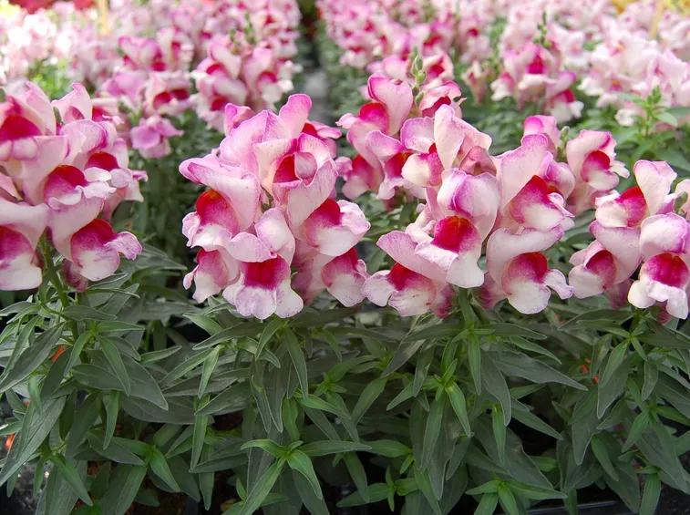 Prato ricoperto di fiori di Antirrhinum