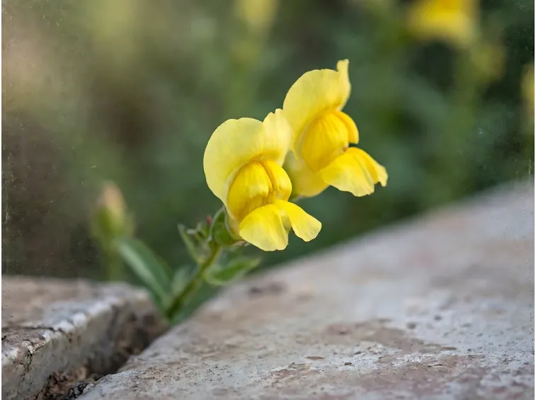 Antirrhinum con corola gialla