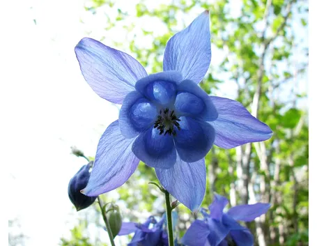 Fiore Aquilegia