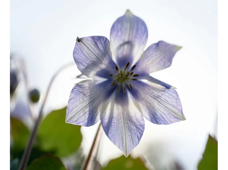 Fiore Aquilegia