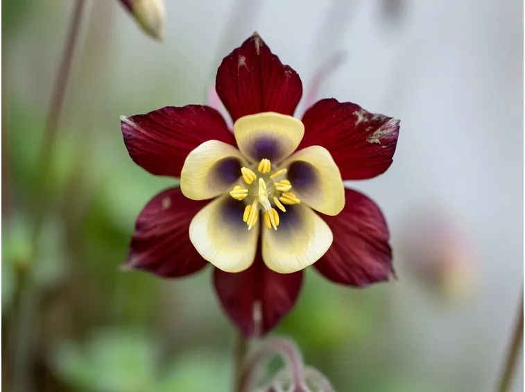 Fiore Aquilegia