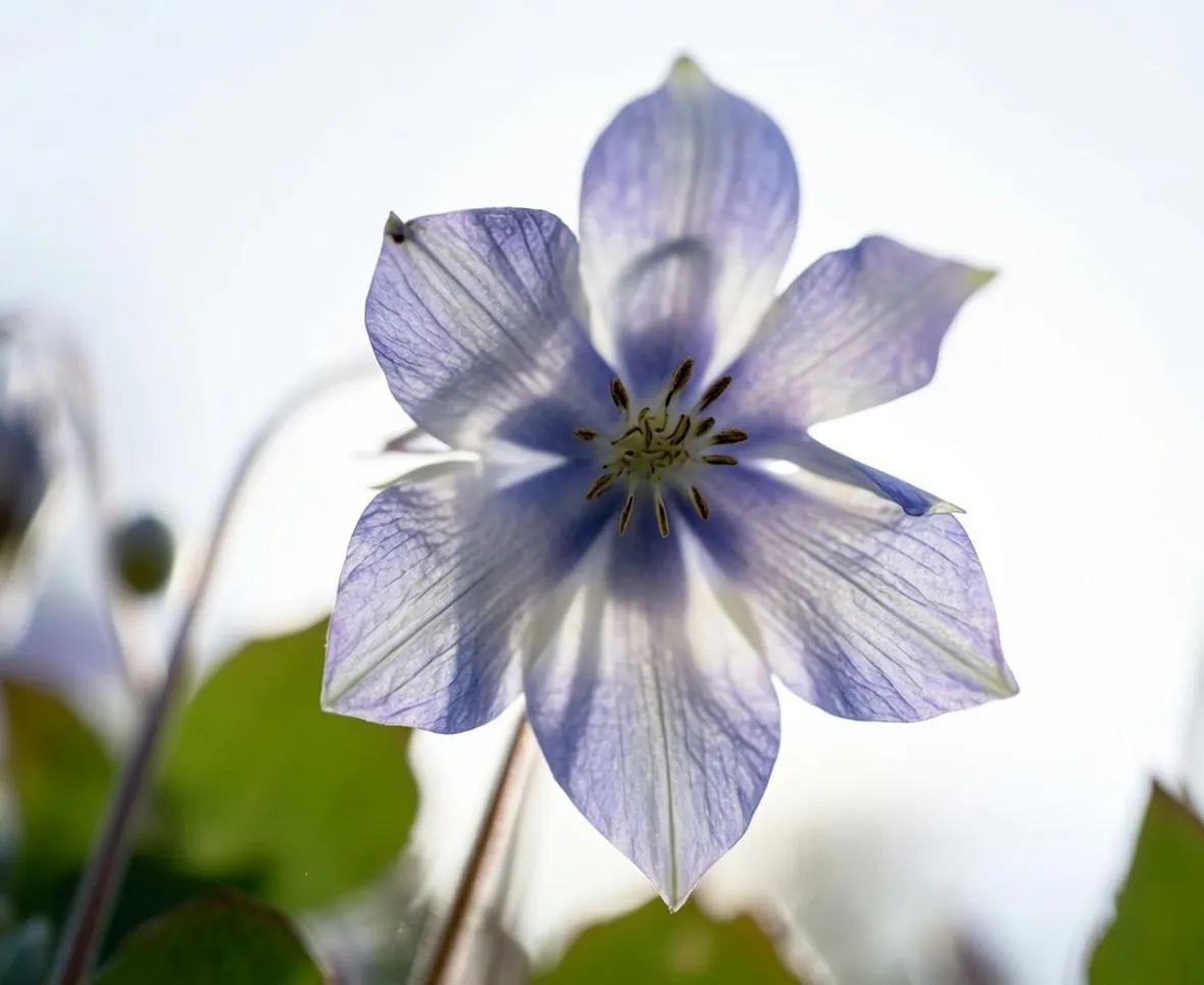 Fiore Aquilegia