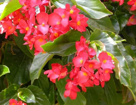 begonia grandis