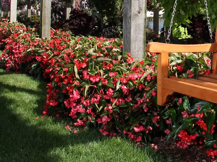 begonia dragon rossa