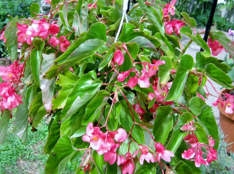 begonia dragon rosa