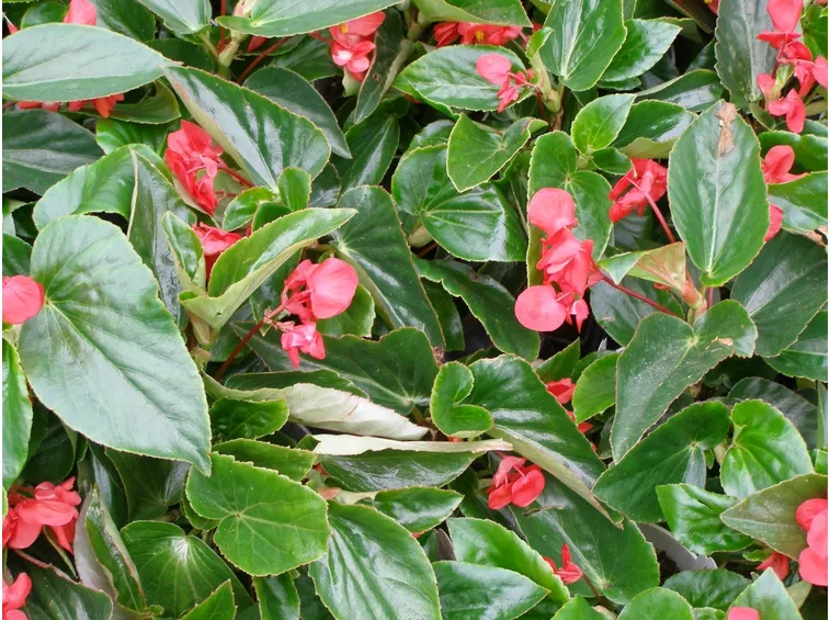 begonia dragon rossa