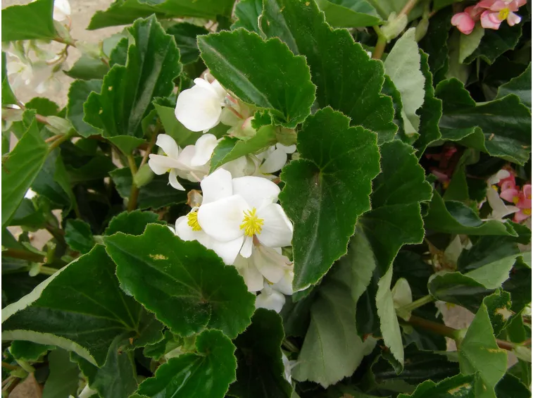 begonia dragon bianca