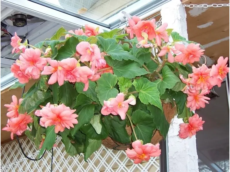 begonia pendula
