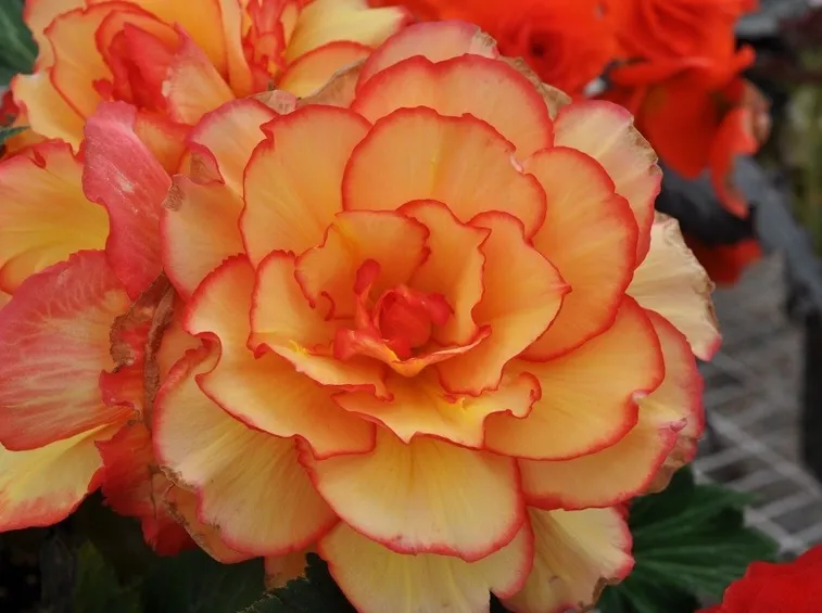 begonia pendula 