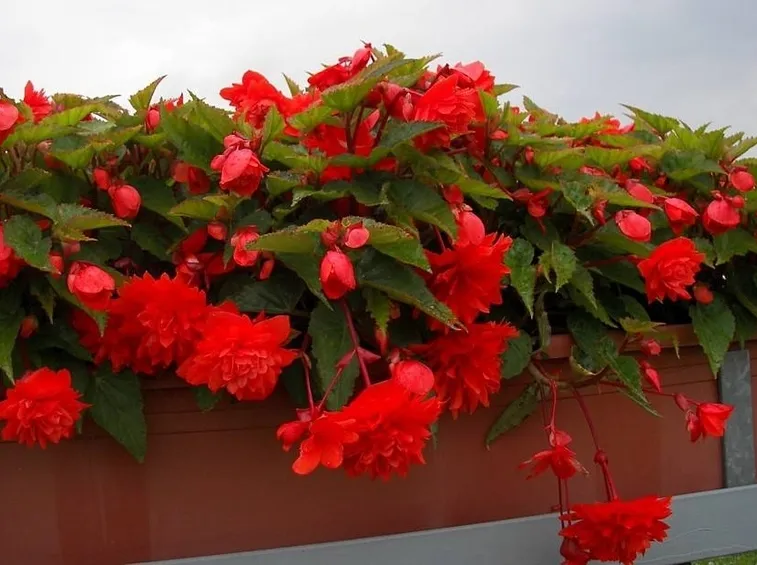 begonia pendula rossa